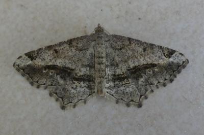 <i>Chiasmia aestimaria</i>