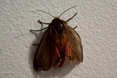 <i>Phragmatobia fuliginosa</i>
