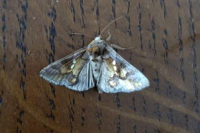 <i>Chrysodeixis chalcites</i>