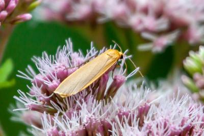 <i>Katha depressa</i>
