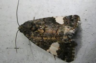 <i>Tyta luctuosa</i>