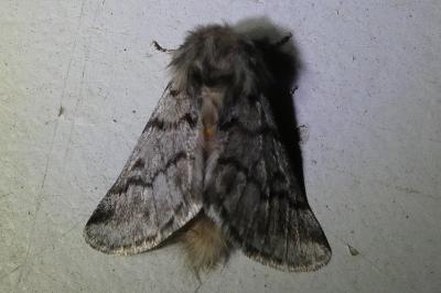 <i>Thaumetopoea pityocampa</i>