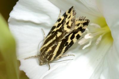 <i>Emmelia trabealis</i>