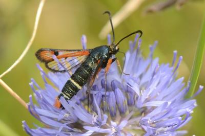 <i>Pyropteron chrysidiforme</i>