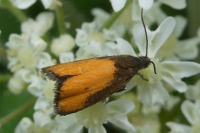 <i>Pammene aurana</i>