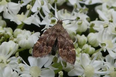<i>Anthophila fabriciana</i>