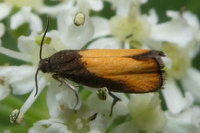 <i>Pammene aurana</i>