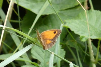 <i>Pyronia tithonus</i>