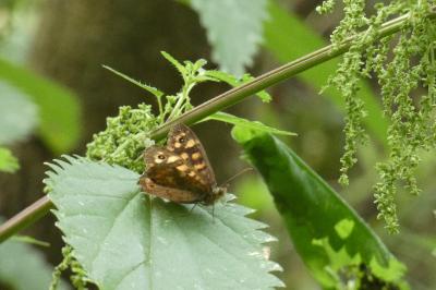 <i>Pararge aegeria</i>