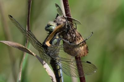 <i>Lymantria dispar</i>