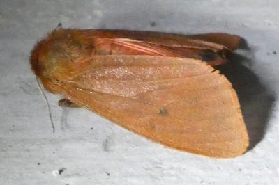 <i>Phragmatobia fuliginosa</i>