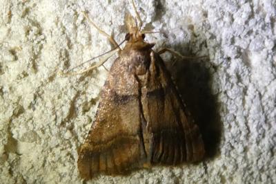 <i>Stemmatophora brunnealis</i>