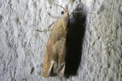 <i>Eucosma conterminana</i>