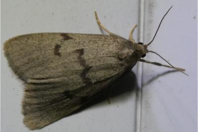 <i>Apaidia mesogona</i>