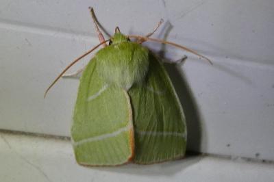 <i>Pseudoips prasinanus</i>