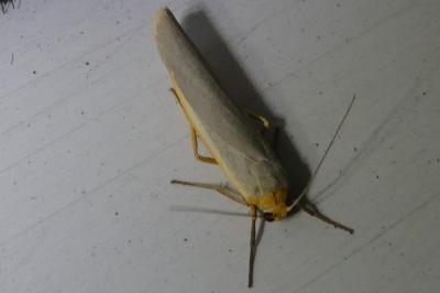 <i>Manulea complana</i>