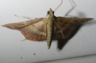 <i>Endotricha flammealis</i>