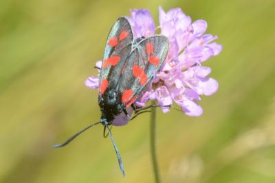 <i>Zygaena filipendulae</i>
