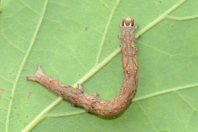 <i>Minucia lunaris</i>