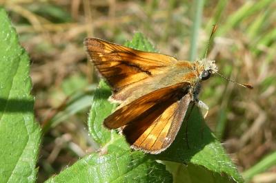 <i>Ochlodes sylvanus</i>