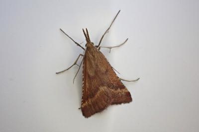 <i>Synaphe punctalis</i>