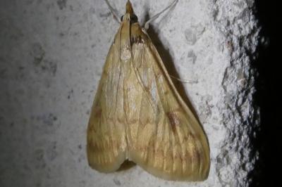 <i>Ostrinia nubilalis</i>