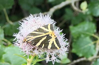 <i>Euplagia quadripunctaria</i>