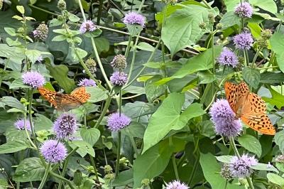 <i>Argynnis paphia</i>