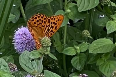 <i>Argynnis paphia</i>