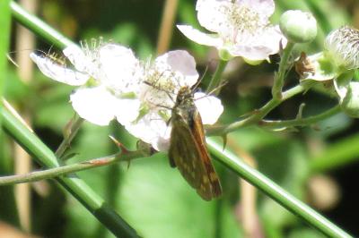 <i>Ochlodes sylvanus</i>
