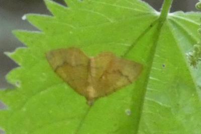 <i>Camptogramma bilineata</i>