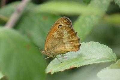 <i>Maniola jurtina</i>