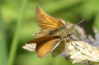 <i>Thymelicus acteon</i>