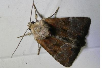 <i>Mesoligia furuncula</i>