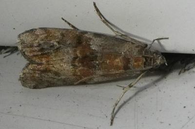 <i>Phycita roborella</i>