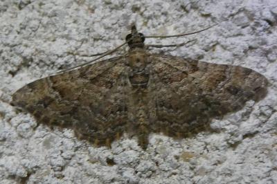 <i>Gymnoscelis rufifasciata</i>