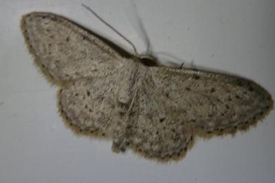 <i>Idaea seriata</i>
