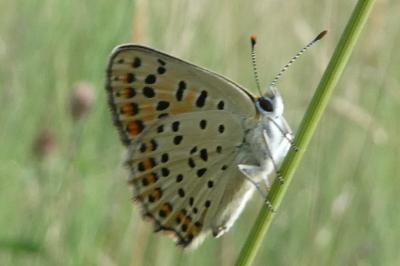 <i>Lycaena tityrus</i>