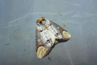 <i>Phalera bucephala</i>