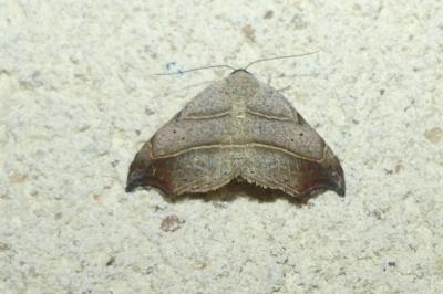 <i>Laspeyria flexula</i>