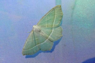 <i>Campaea margaritaria</i>