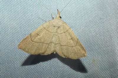 <i>Paracolax tristalis</i>