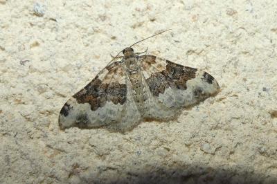 <i>Epirrhoe galiata</i>