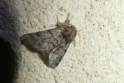 <i>Thaumetopoea pityocampa</i>