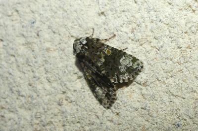 <i>Craniophora ligustri</i>