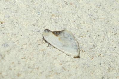 <i>Cilix glaucata</i>