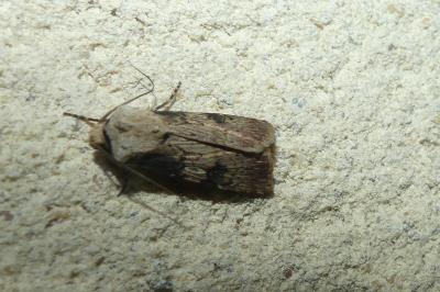 <i>Agrotis puta</i>