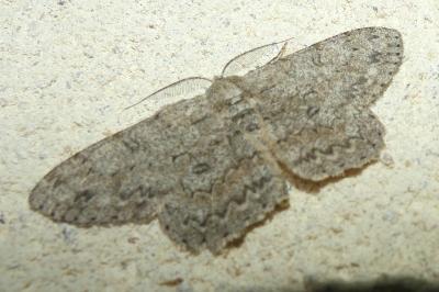 <i>Hypomecis punctinalis</i>