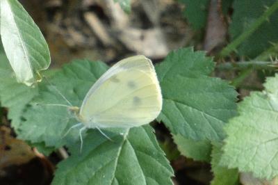 <i>Pieris rapae</i>