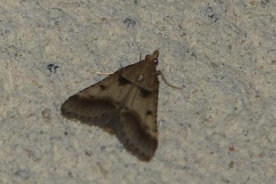 <i>Stemmatophora brunnealis</i>